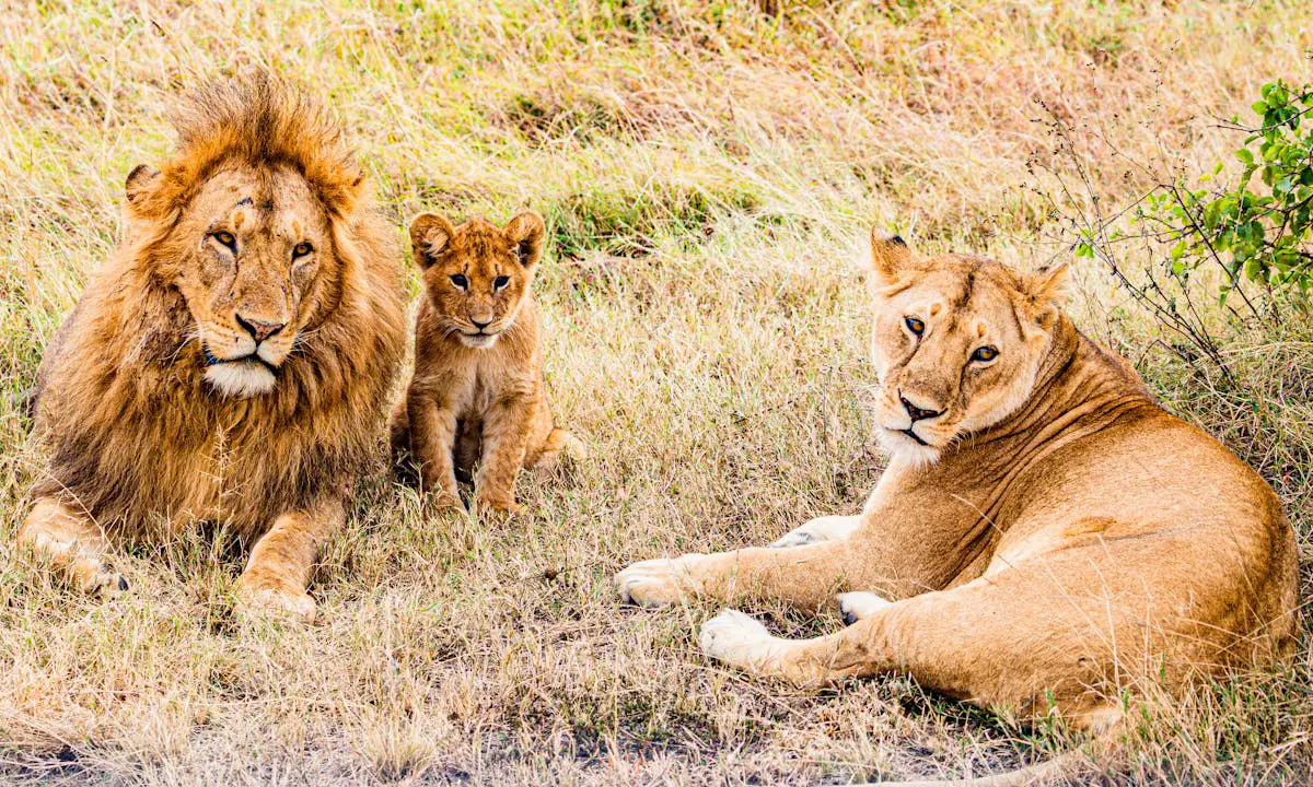 A lion family that can be seen in tourist sites in Kenya