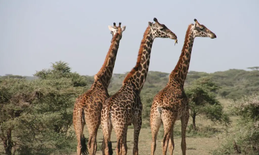 3 giraffes in a park